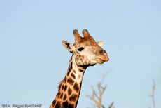 Giraffe (57 von 94).jpg